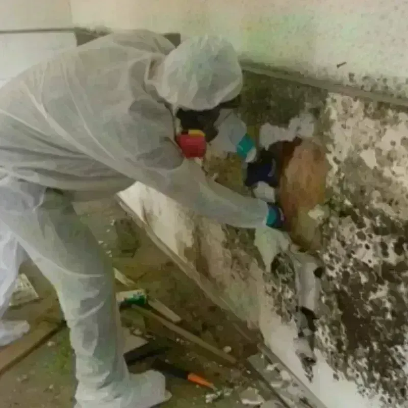 Mold Remediation and Removal in Brighton, MI